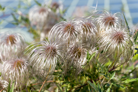 Clematis vitalba Old man's beard, Traveller's Joy. Shrub of the family Ranunculaceae. Selective focus. Horizontal imageの写真素材
