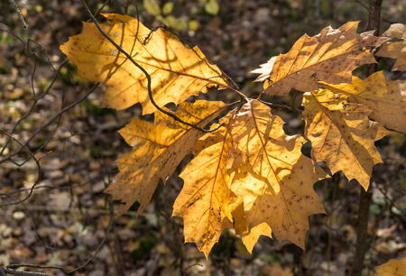 Autumn oak leaves. Autumn forestの写真素材
