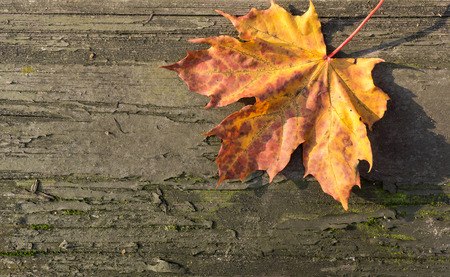 Colorful maple leaf on old wooden background in sunny dayの写真素材