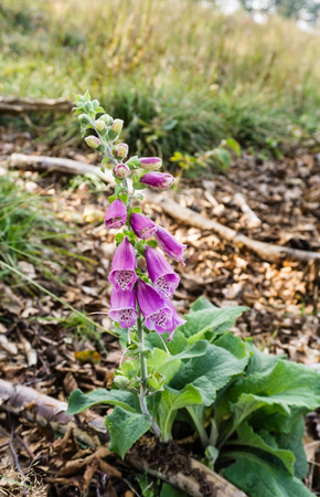 Foxglove Digitalis purpurea, common foxglove, purple foxglove, lady's glove on Rwnica beskids mountain in Silesian, Poland. Vertical image, nobody.の写真素材