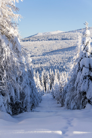 Winter mountains landscape. Trees covered with fresh snow in sunny day. Giant, Giant Mountains, Poland.の写真素材