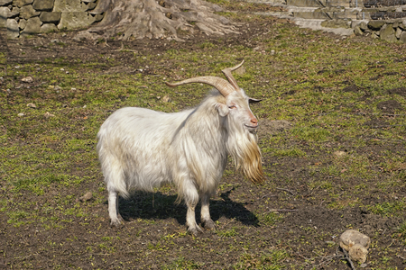 The Carpathian goat breed also known by the name, Karpacka or Carpatina is found in the southeastern part of Europeの写真素材