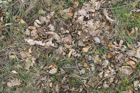 Forest floor in spring, dry oak and beech leaves, green grass, flowers. Aerial viewの写真素材