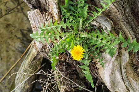 Single dandelion flower growing on an old tree trunk on the lake shore. Yellow flower, green leaves.の写真素材