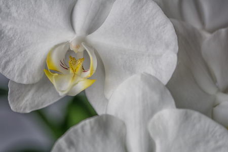 White orchid flower (phalaenopsis). Selective focus.の写真素材