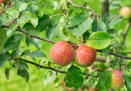Ripe red apples on a branch of apple tree on a sunny day. Organic farming/agriculture; fresh, healthy, natural, unprocessed produce.の写真素材