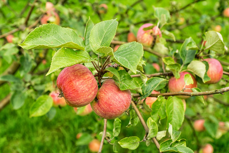 Ripe red apples on a branch of apple tree on a sunny day. Organic farming/agriculture; fresh, healthy, natural, unprocessed produce.の写真素材