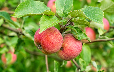 Ripe red apples on a branch of apple tree on a sunny day. Organic farming/agriculture; fresh, healthy, natural, unprocessed produce.の写真素材