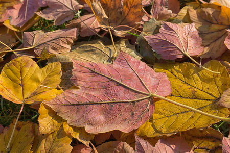 Colorful maple leaves with dewdrops. Autumn backgroundの写真素材
