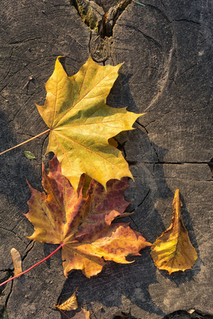 Colorful maple leaves on wooden background. Autumn background. Copy spaceの写真素材