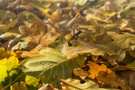 Autumn oak leaves with drops of dew. Autumn forest background. Selective focusの写真素材