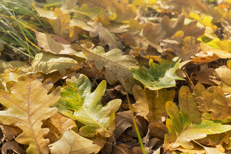 Autumn oak leaves. Autumn forest background. Selective focusの写真素材