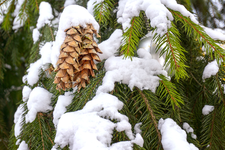 Cones on snow-covered spruce branches. Christmas background.の写真素材