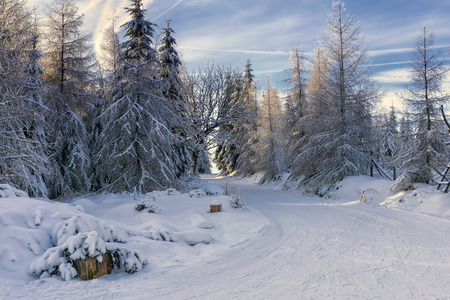 Road in mountains at winter in sunny day. Trees covered with hoarfrost illuminated by the sun. Groomed ski trails for cross-country in Karkonosze, Giant Mountains, Poland.の写真素材