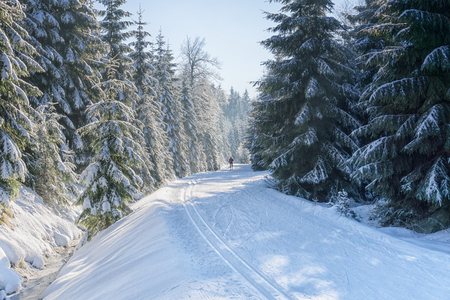 Road in mountains with groomed ski trail at winter in sunny day. Trees covered with hoarfrost and fresh snow illuminated by the sun. Jizera Mountains, Czech Republic.の写真素材