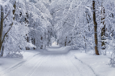 Winter mountain landscape. Trees in forest or park covered with hoarfrost and snowの写真素材