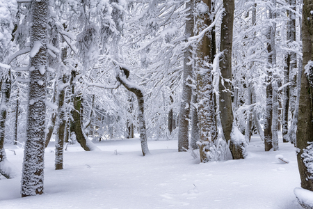Winter mountain landscape, trees covered with hoarfrostの写真素材