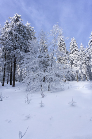 Winter landscape, trees in mountains covered with hoarfrost in sunny day, clouds in the blue skyの写真素材