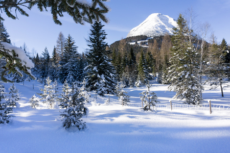 Winter mountain landscape with trees  covered with snow and hoarfrost and summit in background
の写真素材