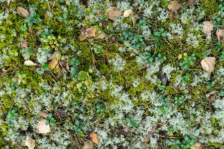 Forest floor with dry birch leaves, blueberry bushes and reindeer moss (Cladonia rangiferina). Aerial view. Texture, natural background.の写真素材