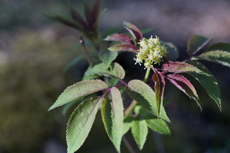 Young leaves and flowers elderberry (sambucus) in the spring. Closeup, blurred background, selective focus.の写真素材