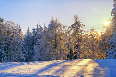 Scenic sunset in forest - winter mountains landscape. Hoary trees illuminated by sunlight.の写真素材