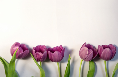 Spring background with border from purple tulips and copy space flat lay top viewの写真素材