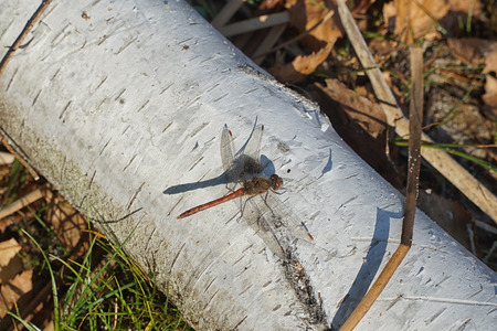 The red dragonfly ruddy darter (Sympetrum sanguineum) sits on a birch trunk in natural enviroment.の写真素材