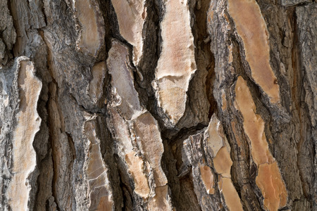 Texture of bark of old pine tree, backgroundの写真素材