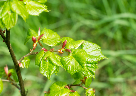 Twig with fresh young green leaves in spring. Leaves are highlighted by the sun. Blurred background, selective focus.の写真素材