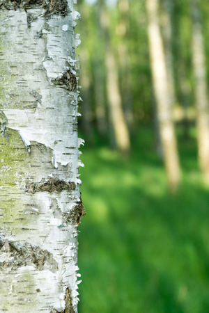 Natural background. Green spring blurred background with birch bark in foreground.の写真素材