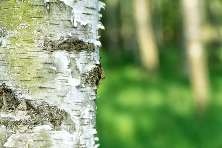Natural background. Green spring blurred background with birch bark in foreground.の写真素材