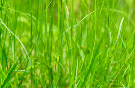 Art abstract green spring background or natural background with fresh grass.の写真素材