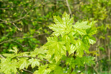 Young fresh maple leaves (Acer platanoides) in spring forest. Leaves are highlighted by the sun. Natural green background. Selective focus.の写真素材