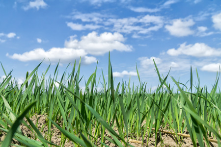 Green field against blue sky with white clouds, spring landscape . Enviromental protection concept. Low angle view. Selective focus.の写真素材