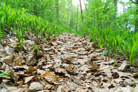 Path covered with dry oak and beech leaves in the forest, lilies of the valley on the sides, sunny spring day, view from below. Selective focus, blurred background.の写真素材
