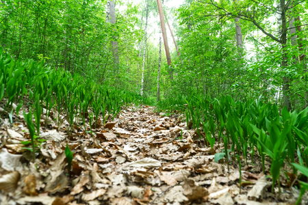 Path covered with dry oak and beech leaves in the forest, lilies of the valley on the sides, sunny spring day, view from below. Selective focus, blurred foreground.の写真素材
