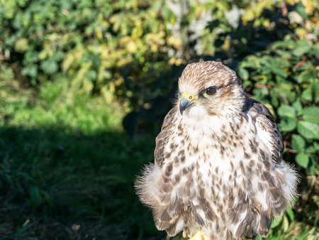 Portrait of saker falcon also known as Falco cherrug. It belongs to birds of prey, raptors.の写真素材