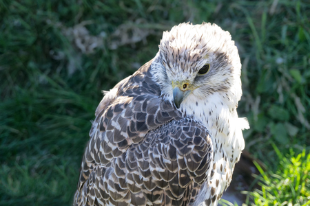 Portrait of juvenile Gyrfalcon also known as falco rusticolus, Falco arcticus. The largest falcon, found in arctic regions.の写真素材