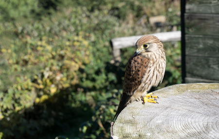 Portrait of the kestrel also known as common kestrel (Falco tinnunculus) sitting on tree trunk.の写真素材