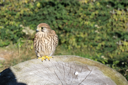 Portrait of the kestrel also known as common kestrel (Falco tinnunculus) sitting on tree trunk.の写真素材