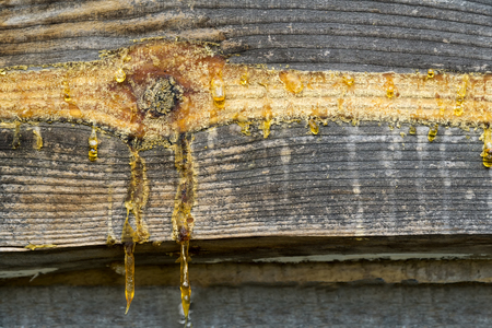 Resin oozing from knot of wooden plank. Natural background.の写真素材