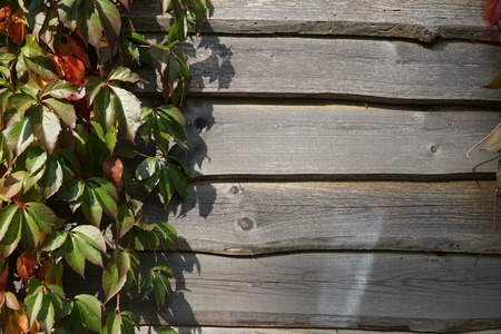Old wooden plank wall and virgin creeper in autumn. Natural autumn background, Copy space.の写真素材