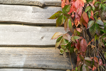 Old wooden plank wall and virgin creeper in autumn. Natural autumn background, Copy space.の写真素材