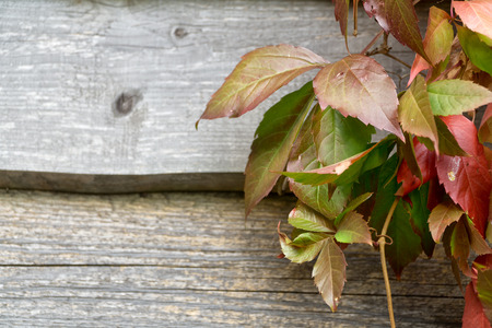 Old wooden plank wall and virgin creeper in autumn. Natural autumn background, Copy space.の写真素材