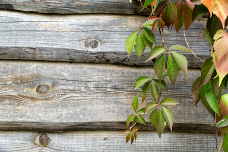 Old wooden plank wall and virgin creeper in autumn. Natural autumn background, Copy space.の写真素材
