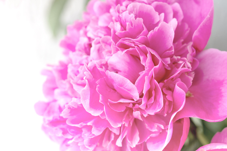 Closeup of  pink Peony flower on light background. Delicate floral background.の写真素材