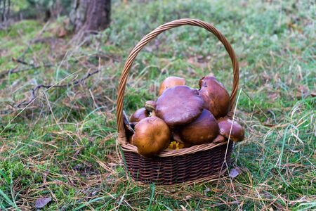 Mushrooming in forest, Wild mushrooms (bay boletes) collected in basket. の写真素材