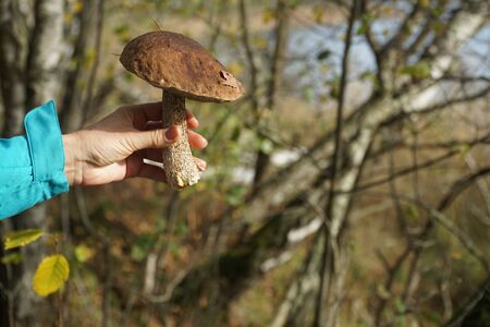 Autumn mushrooming in the forest. A woman holding a mushroom (birch bolete) in her hand.
の写真素材