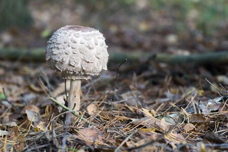 Wild mushroom (the parasol mushroom) growing in natural forest in autumn. Selective focus.の写真素材